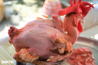 Chú gà không lông, da trắng hồng, ngủ mùng có sở thích sang chảnh ở Cần Thơ