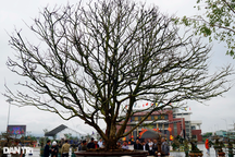 "Cụ mai" trên 100 tuổi được trả giá hơn 3 tỷ đồng, chủ chưa muốn bán