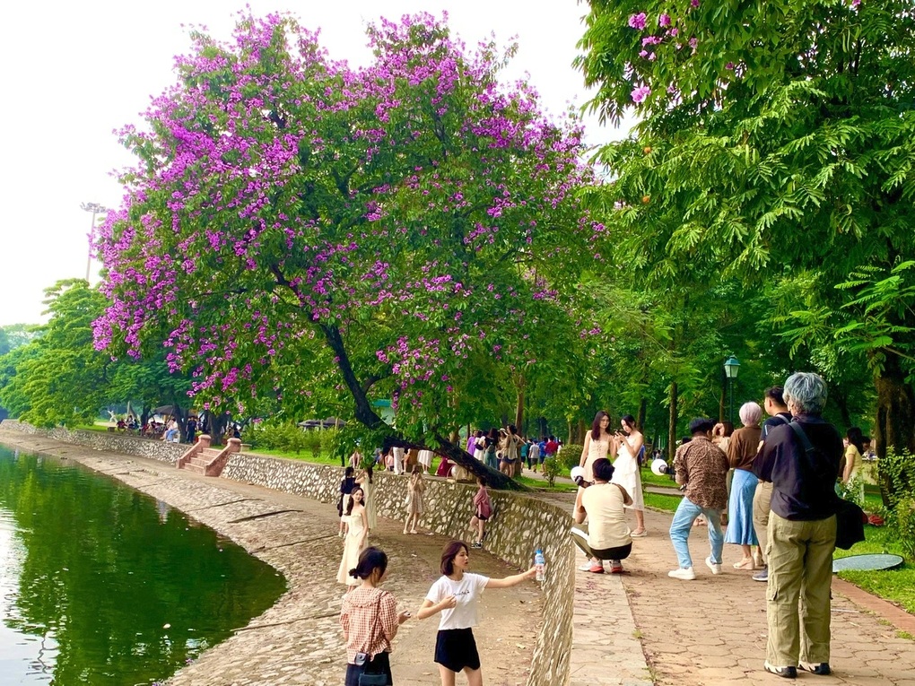 Bỏ túi địa điểm chụp hoa bằng lăng đẹp ở Hà Nội - 4 Bỏ túi địa điểm chụp hoa bằng lăng đẹp ở Hà Nội - 4