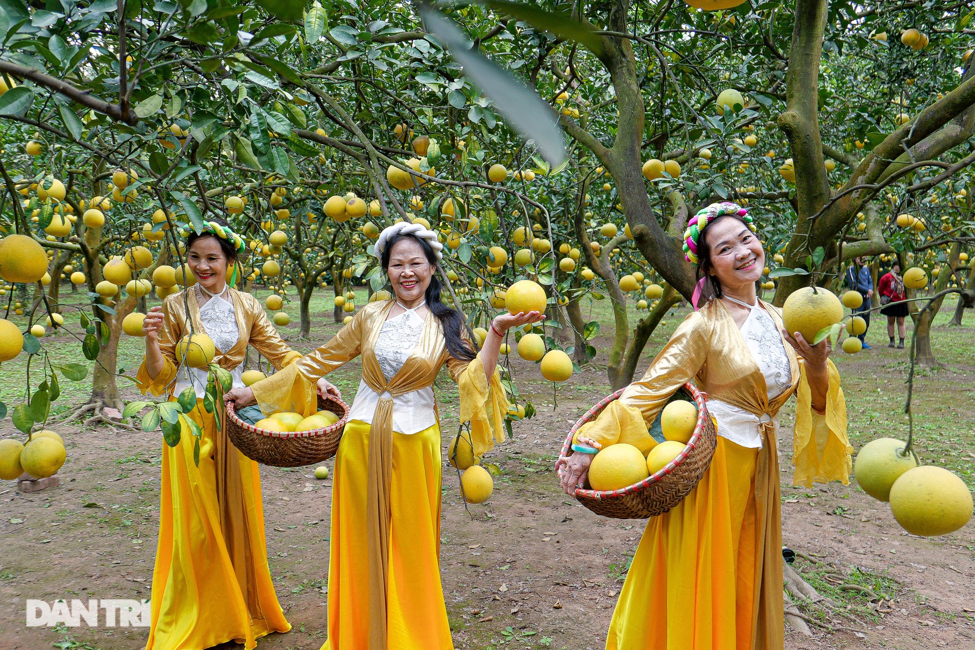 Vườn bưởi Diễn tiền tỷ vào vụ thu hoạch, bán đắt như tôm tươi - 9 Vườn bưởi Diễn tiền tỷ vào vụ thu hoạch, bán đắt như tôm tươi - 9