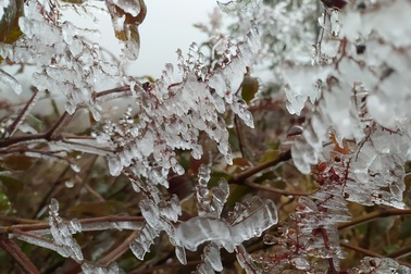 Sa Pa "đông cứng" trong băng tuyết, đỉnh Khau Phạ cũng "hóa đá"
