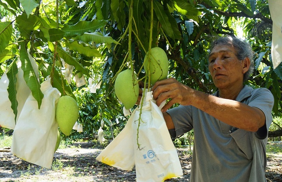 Nông dân Bình Định khiến vùng đất chết đẻ ra tiền - 8 Nông dân Bình Định khiến vùng đất chết đẻ ra tiền - 8