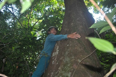 Khám phá rừng lim nghìn tuổi độc nhất xứ Nghệ