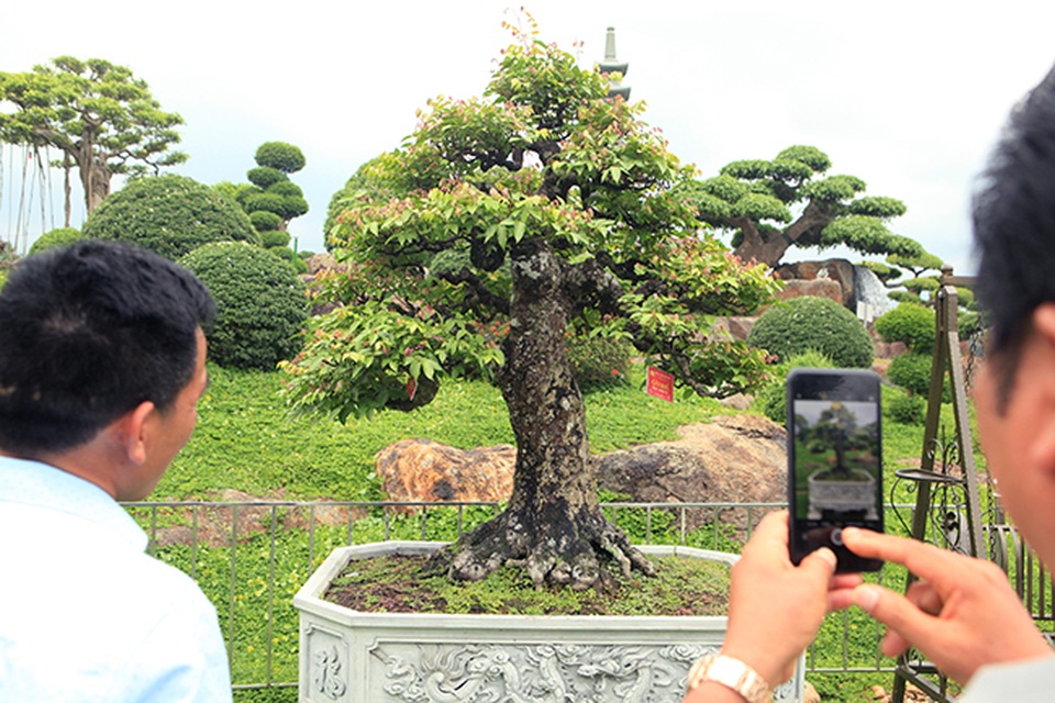 Đại gia Thái Nguyên dốc tiền khủng chơi dàn bonsai khế, coi như báu vật trong nhà - 2 Đại gia Thái Nguyên dốc tiền khủng chơi dàn bonsai khế, coi như báu vật trong nhà - 2