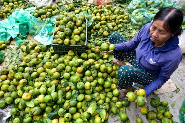 Dân Thủ đô "giải cứu" quýt sạch cho nông dân Nghệ An