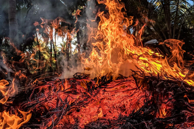 Cảnh báo nguy cơ thế giới trải qua cuộc đại tuyệt chủng lần thứ 6