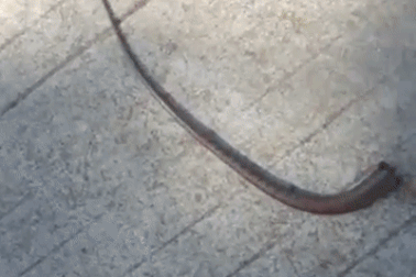 Thằn lằn mọc lại chiếc duôi đã bị đứt như thế nào?