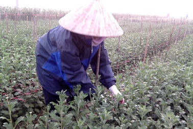 Hà Nội mất mùa hoa Tết vì trời rét hại