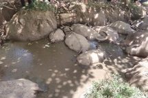 Đàn trâu hàng trăm triệu chết “như ngả rạ”, nghi bị đầu độc