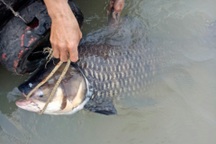 Bắt được cá hô “khủng” trên sông, bán gần 90 triệu đồng