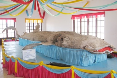 Cận cảnh bộ da cá nhám voi lớn nhất Việt Nam