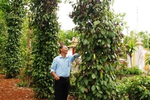 Người trồng tiêu tại Quảng Trị khốn đốn vì dịch bệnh