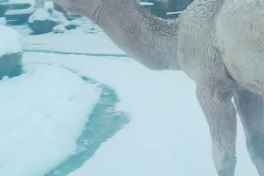 Phản ứng hài hước của lạc đà khi lần đầu nhìn thấy tuyết