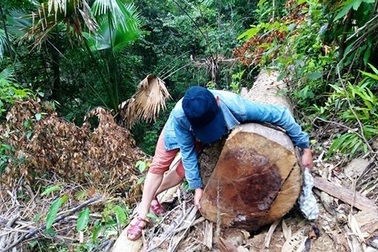 Cách chức 1 đội trưởng, đình chỉ 2 trạm trưởng trạm quản lý bảo vệ rừng