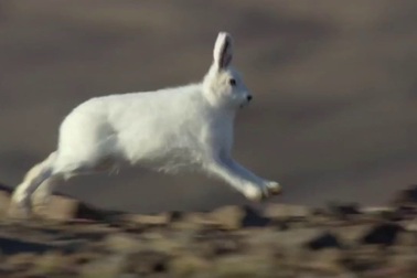 Cuộc đào tẩu bất thành của thỏ rừng trước bầy chó soi