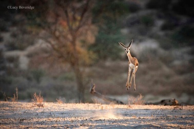 "Cười bể bụng" loạt khoảnh khắc hài hước của động vật hoang dã