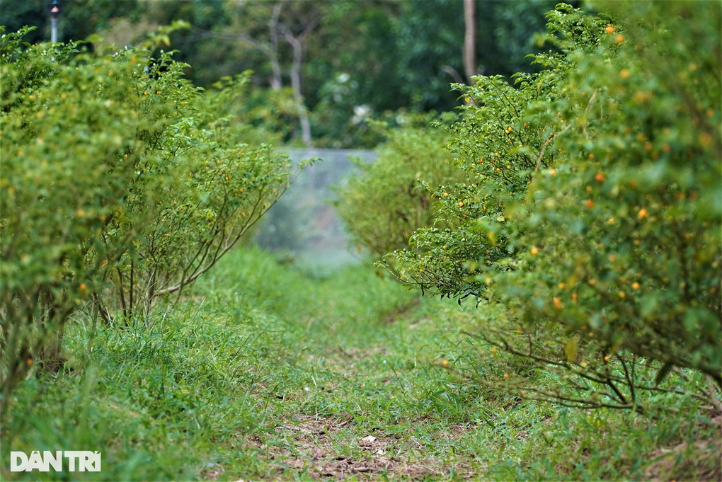 Trồng loại ớt đắt nhất thế giới, ôm lãi hàng trăm triệu đồng - 4 Trồng loại ớt đắt nhất thế giới, ôm lãi hàng trăm triệu đồng - 4