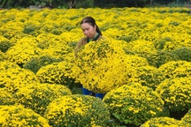 Nông dân xứ hoa ở miền Tây phấn khởi vì trúng mùa, được giá