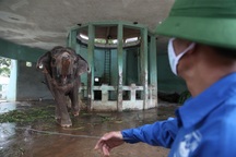 Quản tượng nói về việc xích chân hai chú voi trong công viên Thủ Lệ