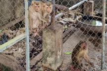 Một ngôi chùa phóng sinh 4 cá thể khỉ quý hiếm