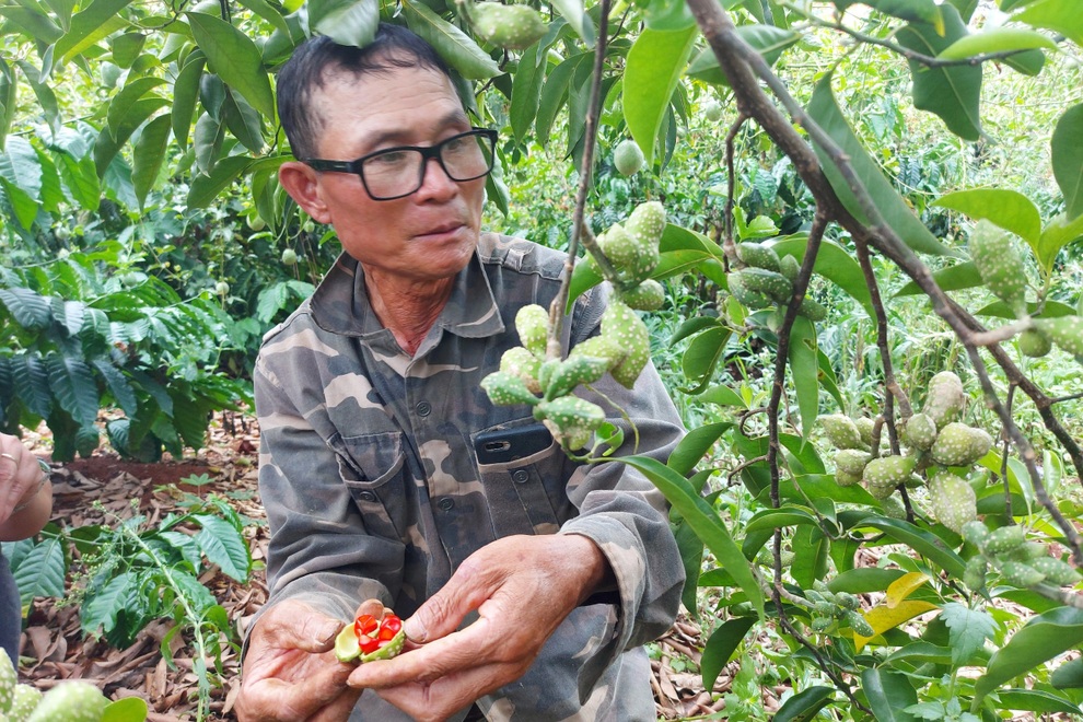 Trồng thứ cây cho ra 1,5 triệu đồng/kg quả, người dân mong thoát nghèo - 5 Trồng thứ cây cho ra 1,5 triệu đồng/kg quả, người dân mong thoát nghèo - 5