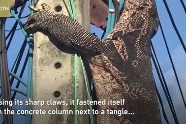 Mò vào nhà dân kiếm ăn, kỳ đà khổng lồ bị chó đuổi phải trèo lên cột điện