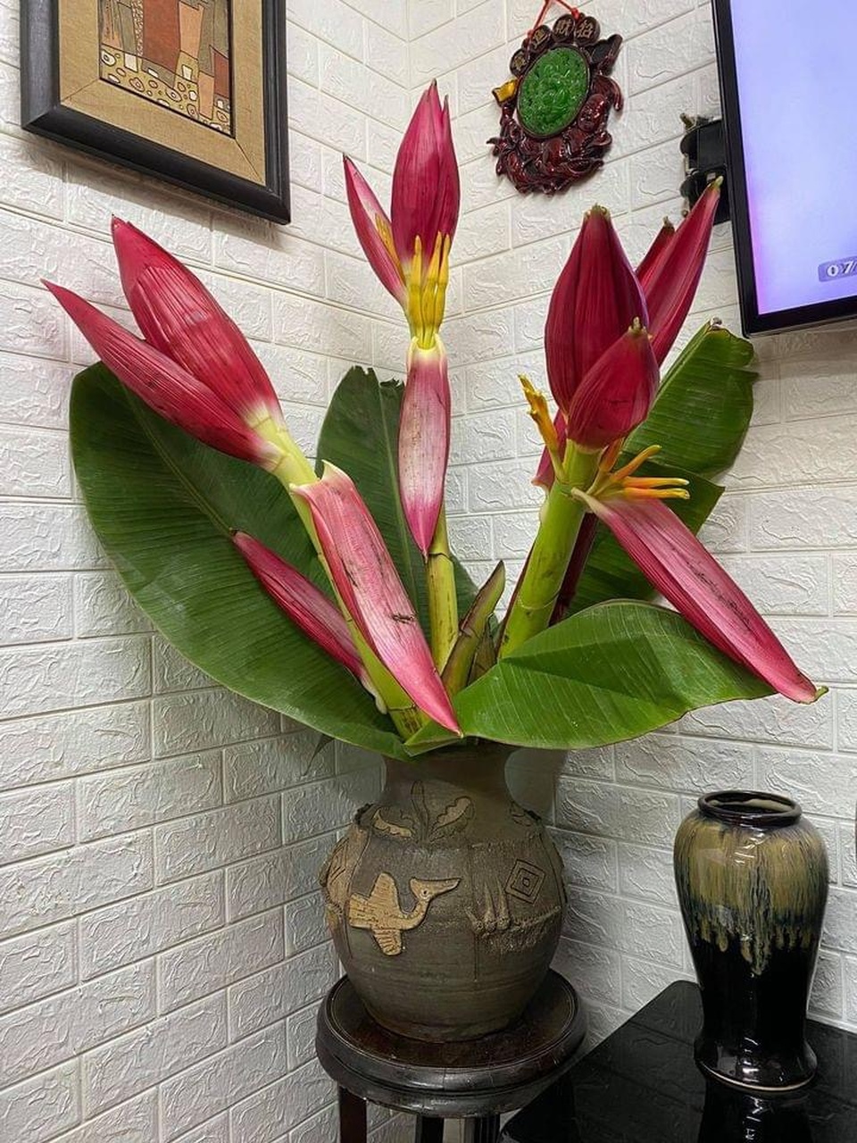 Dân Thủ đô rộ mốt, đua nhau mua hoa chuối rừng về trưng Tết - 3 Dân Thủ đô rộ mốt, đua nhau mua hoa chuối rừng về trưng Tết - 3