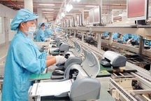 Cử nhân thất nghiệp về quê làm công nhân