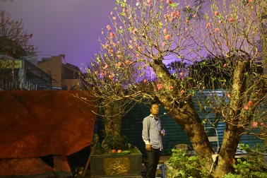 Trắng đêm trông đào Tết trong giá lạnh