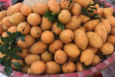 Bí ẩn loại quả giống hệt biwa Nhật: Cơn sốt trên vỉa hè Hà Nội