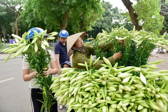 Hà Nội trong sắc trắng tinh khôi của hoa loa kèn - Ảnh 4. Hà Nội trong sắc trắng tinh khôi của hoa loa kèn - Ảnh 4.