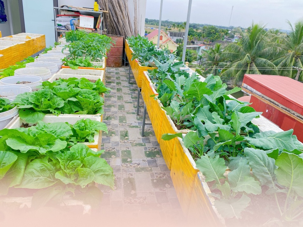 Ngắm vườn rau sân thượng xanh mướt của cặp vợ chồng ở Hải Phòng - 4 Ngắm vườn rau sân thượng xanh mướt của cặp vợ chồng ở Hải Phòng - 4