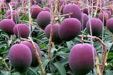 Trồng giống xoài quý hiếm, cặp đôi thuê 4 người bảo vệ 7 quả xoài