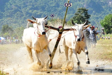 Nghẹt thở cuộc đua bò Bảy Núi thu hút hàng nghìn người đến xem ở An Giang