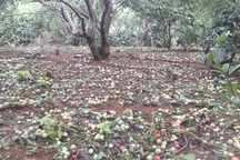 Mưa đá to bằng ngón chân cái, mận đang thu hoạch ở Sơn La rụng kín vườn