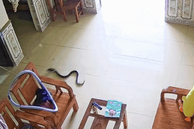 Rắn rơi từ phía điều hoà xuống, cô gái hét thất thanh cầu cứu người nhà