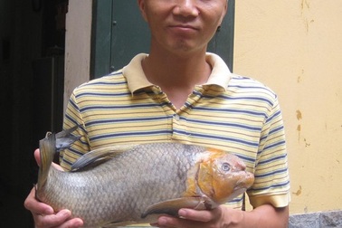 Chục triệu đồng cá Anh vũ đầu vàng biếu Tết: Dân lắm tiền bị "hớ" nặng