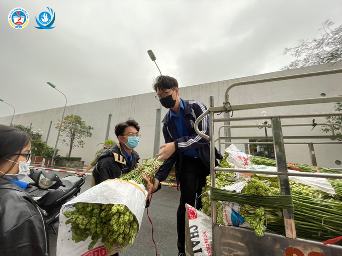 Sinh Viên TP Hà Nội chung tay hỗ trợ giải cứu nông sản Hải Dương - Ảnh 2. Sinh Viên TP Hà Nội chung tay hỗ trợ giải cứu nông sản Hải Dương - Ảnh 2.