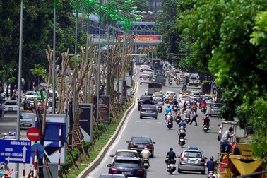 “Hà Nội trồng phượng ở dải phân cách là không hợp lý”