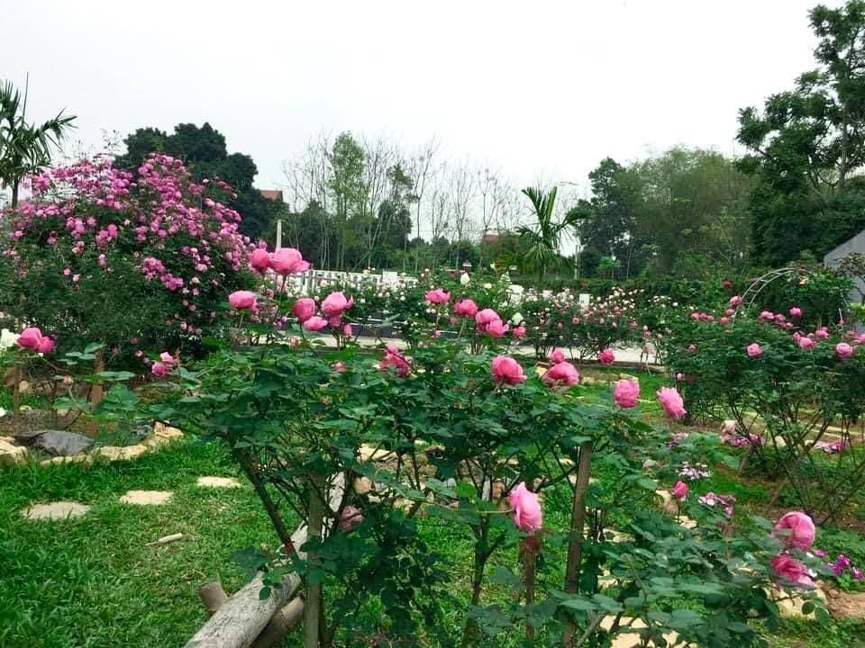Mê mẩn vườn bạt ngàn hoa hồng của gia đình ở ngoại thành Hà Nội - 5