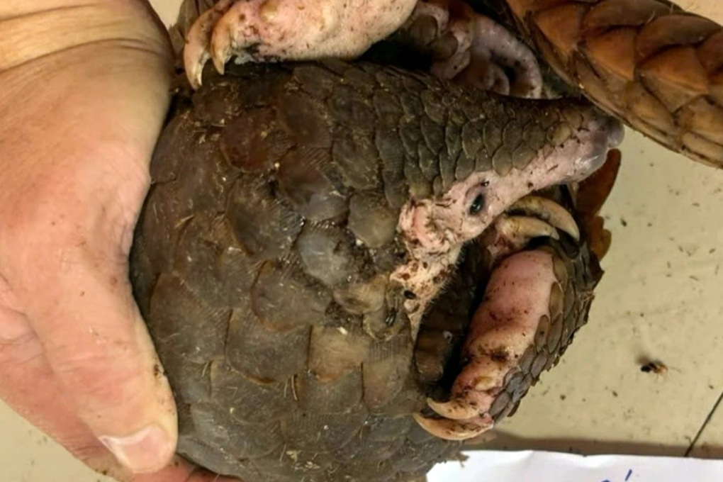 Đôi vợ chồng nuôi nhốt 4 con tê tê quý hiếm - 1