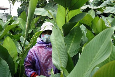 Độc đáo ngôi làng 600 năm tuổi trồng lá dong gói bánh chưng