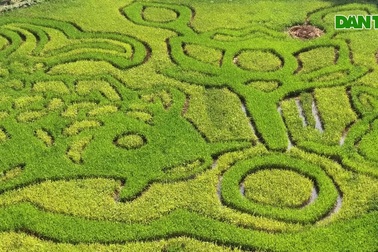 Chiêm ngắm hình "cá chép trông trăng" khổng lồ trên cánh đồng lúa Tam Cốc