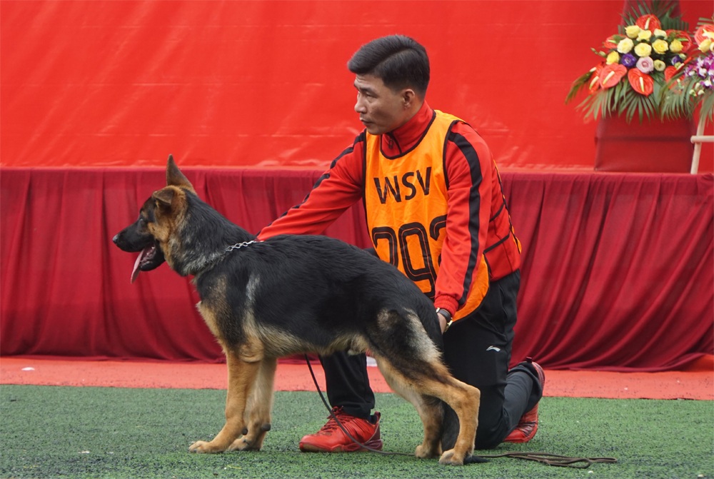 30 chú chó Becgie Đức