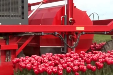 Bí quyết nào giúp người Hà Lan tạo ra những cách đồng tuy líp khổng lồ!