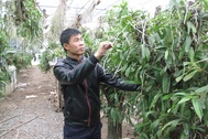Nông dân trẻ bén duyên hoa lan, thu tiền tỷ mỗi năm