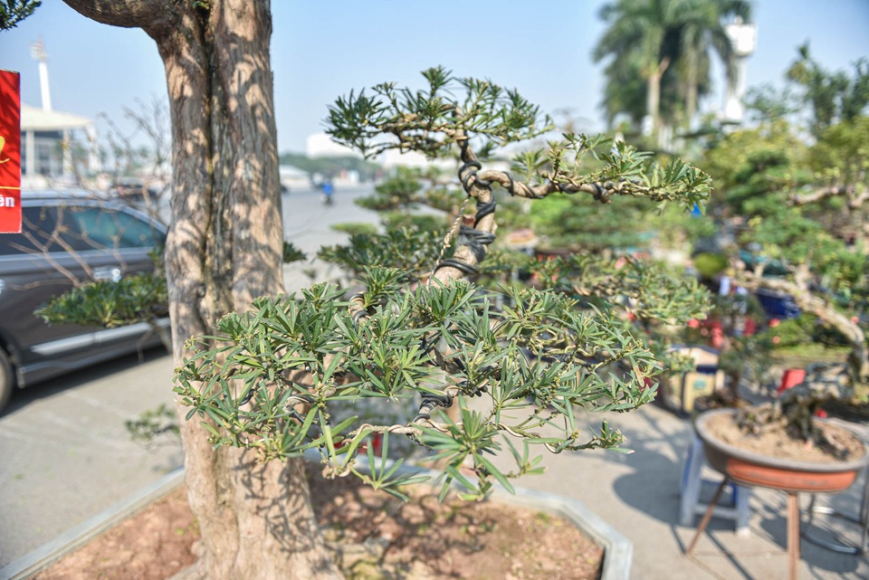 Chậu cây tùng giá hàng trăm triệu, chờ đại gia săn về đón Tết - 9 Chậu cây tùng giá hàng trăm triệu, chờ đại gia săn về đón Tết - 9
