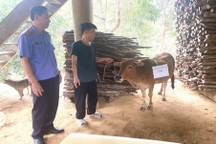 Giám định ADN để giải quyết tranh chấp con bò trị giá 5 triệu đồng