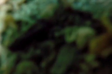 Bạch tuộc cướp camera để tự sướng