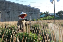 Nhà vườn dè dặt trồng cúc, nơm nớp lo dịch khiến nguy cơ mất Tết